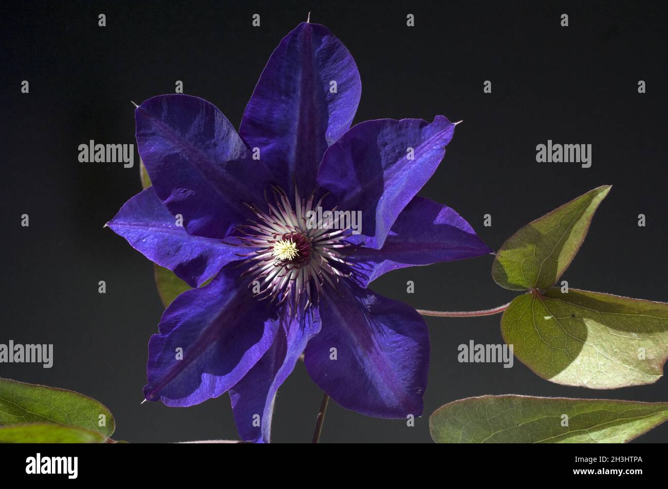 Clematis; The, President; Stock Photo
