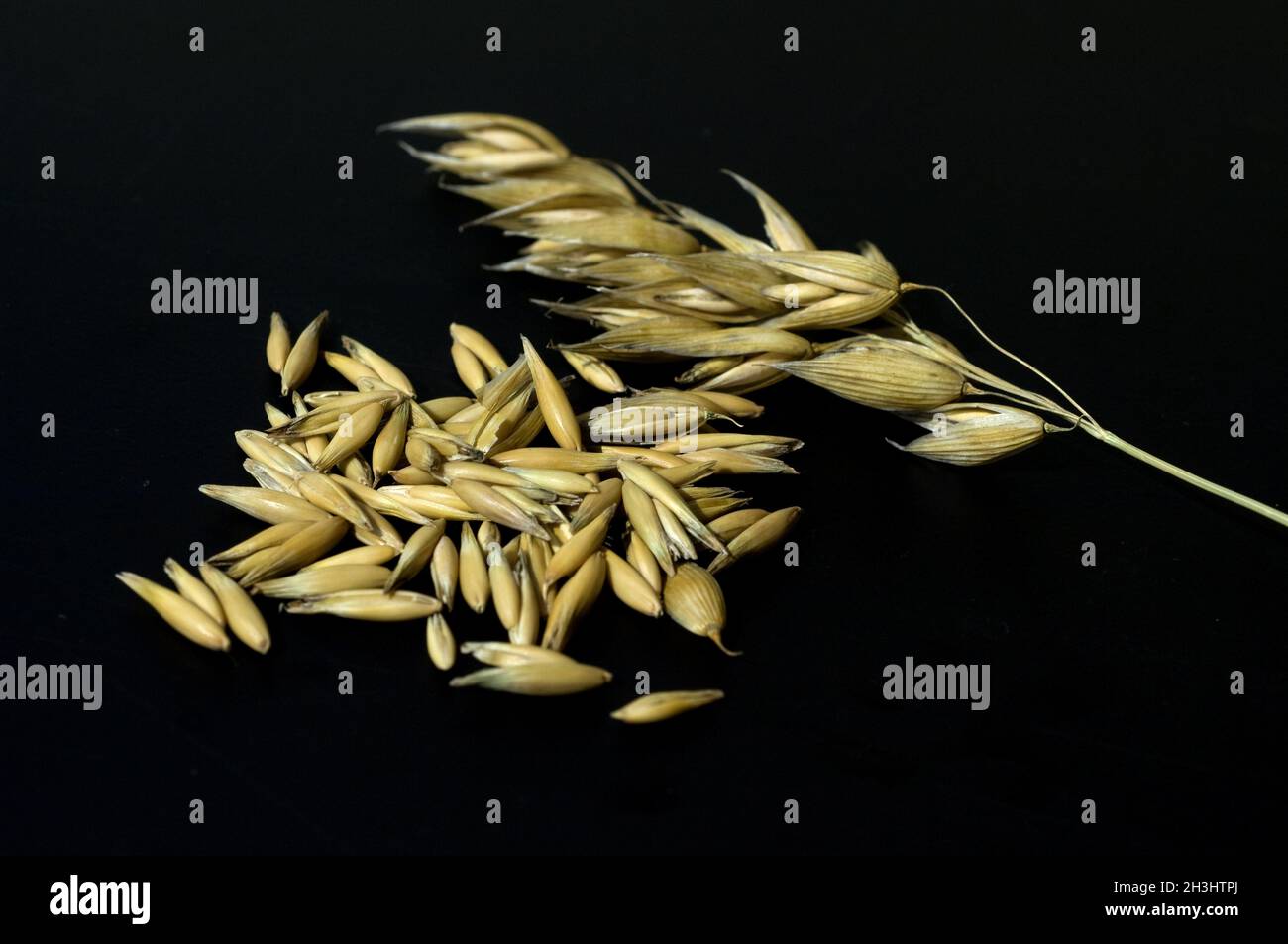 Oats; Avena; sativa; oat grain; panicle Stock Photo Alamy