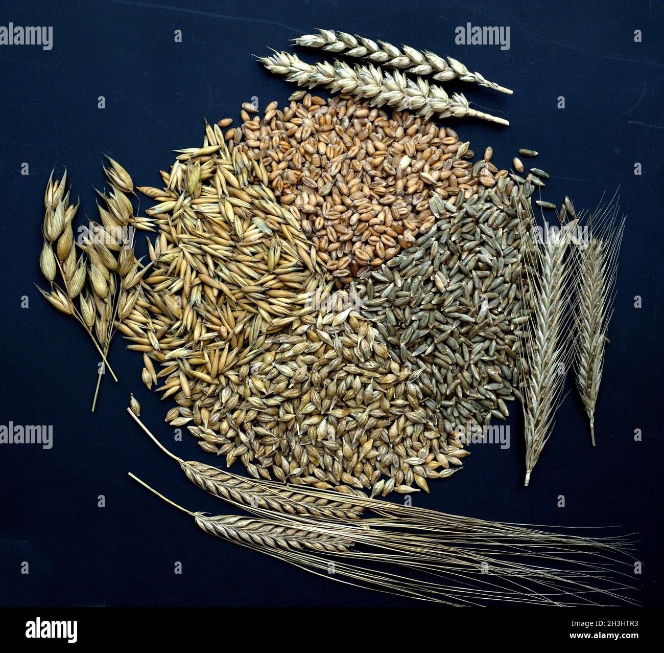 Grain varieties; cereals; cereal grains Stock Photo Alamy