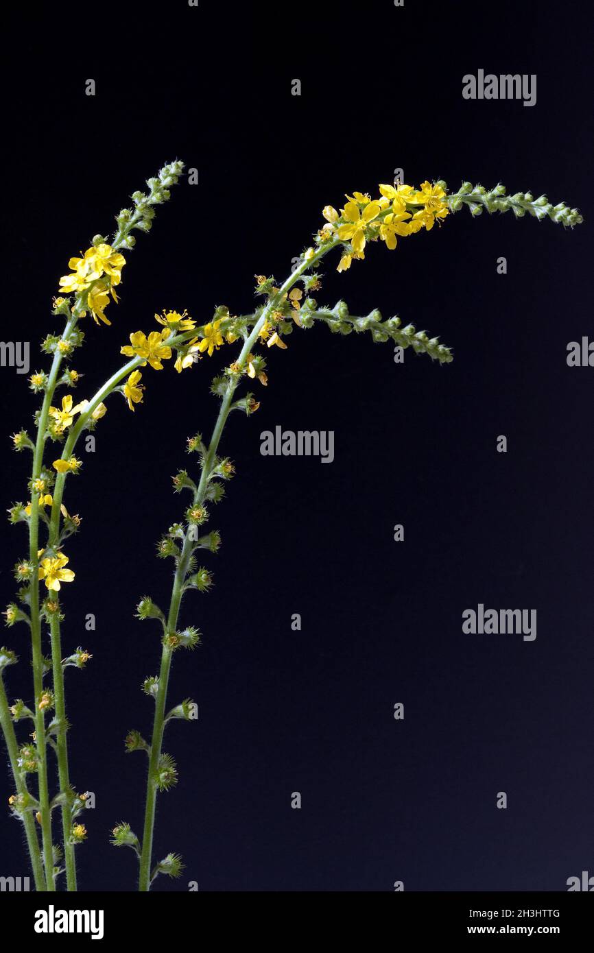 Odermenning; Agrimonia, Eupatoria; Agrimony; Bachbluete; Stock Photo