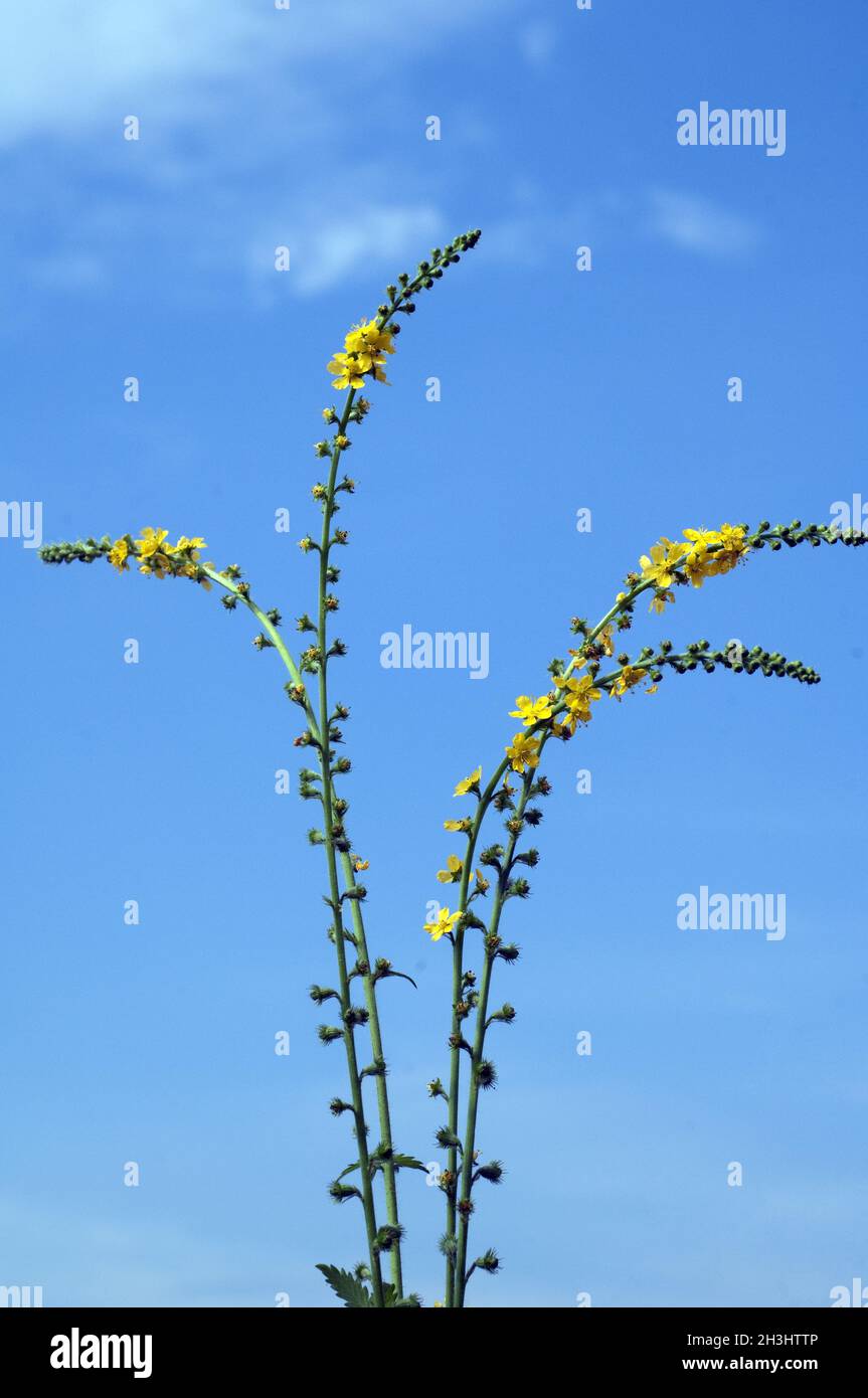 Odermenning; Agrimonia, Eupatoria; Agrimony; Bachbluete; Stock Photo