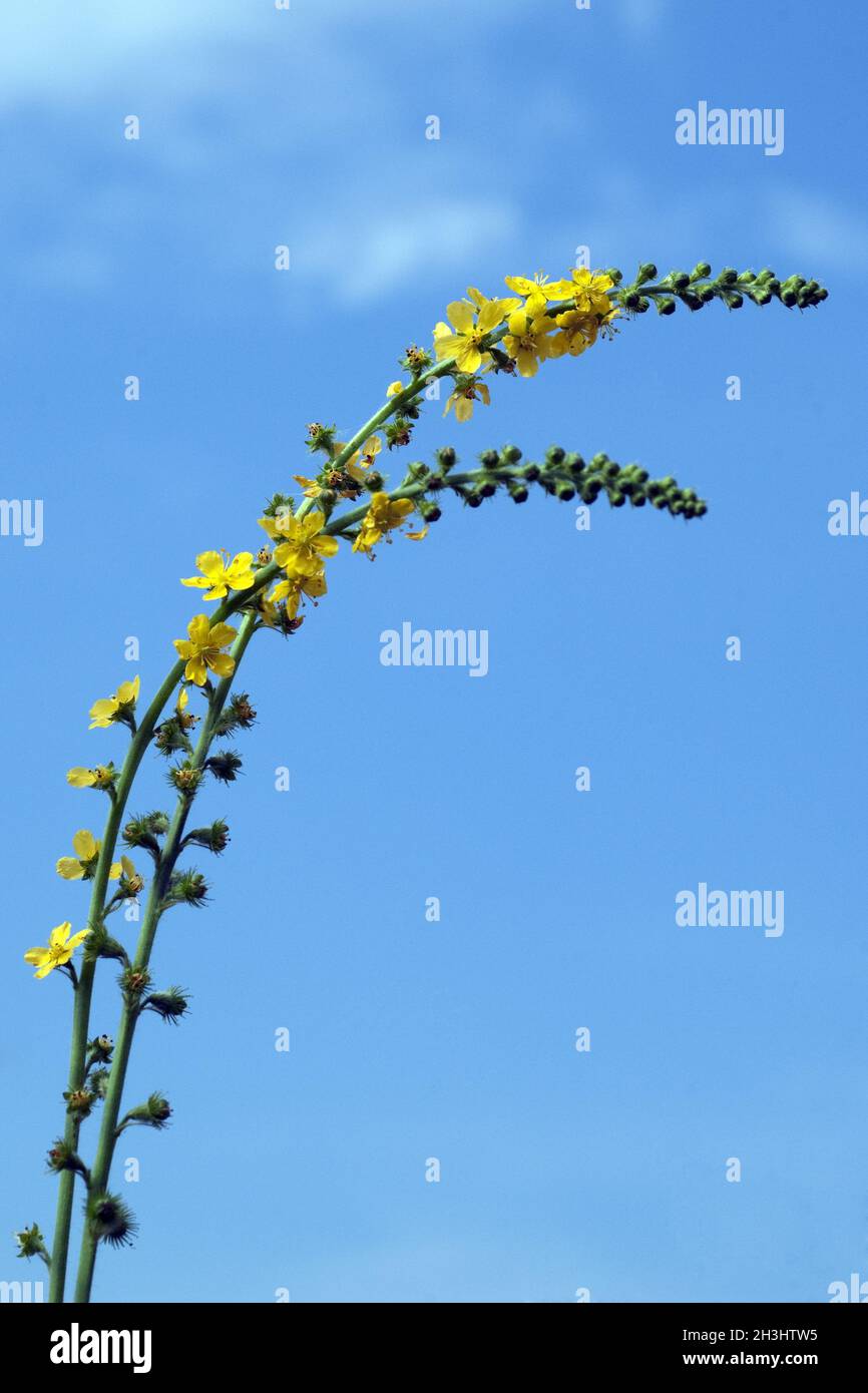 Odermenning; Agrimonia, Eupatoria; Agrimony; Bachbluete; Stock Photo