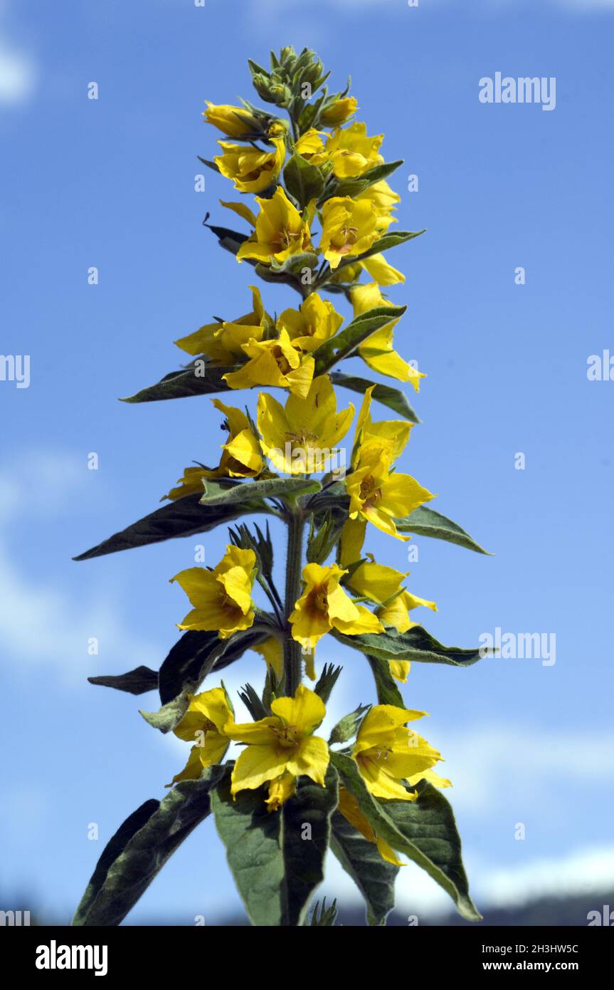 Felberich, Lysimachia, ephemerum, flower candles, Stock Photo