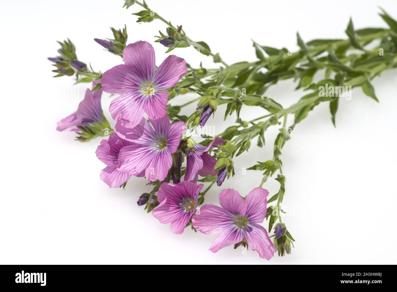 Sticky, flax, linum, viscosum, alpine flower, Stock Photo