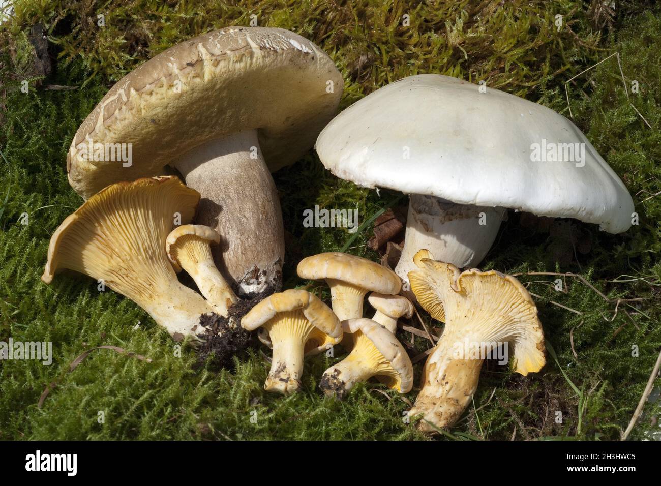 Mushrooms, chanterelles, champignon, porcini mushroom Stock Photo Alamy