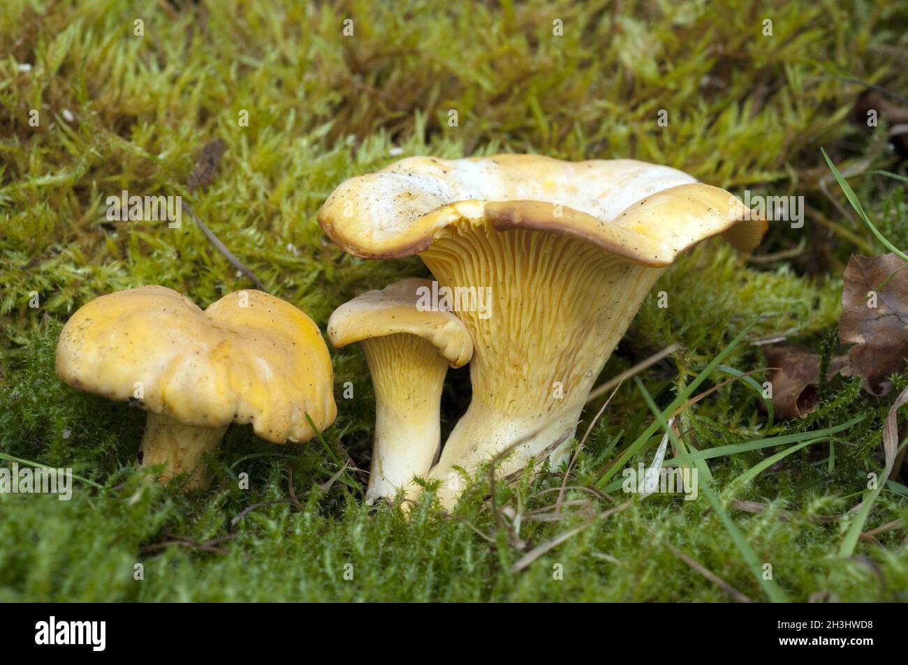 Chanterelle, chanterelle, chanterelle, cantharellus, cibarius Stock Photo Alamy