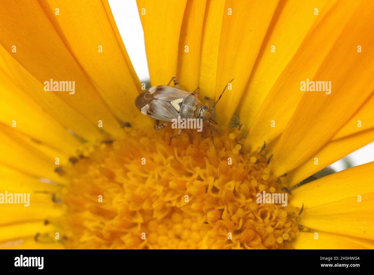 Meadow bug, common, Lygus, pratensis, Stock Photo