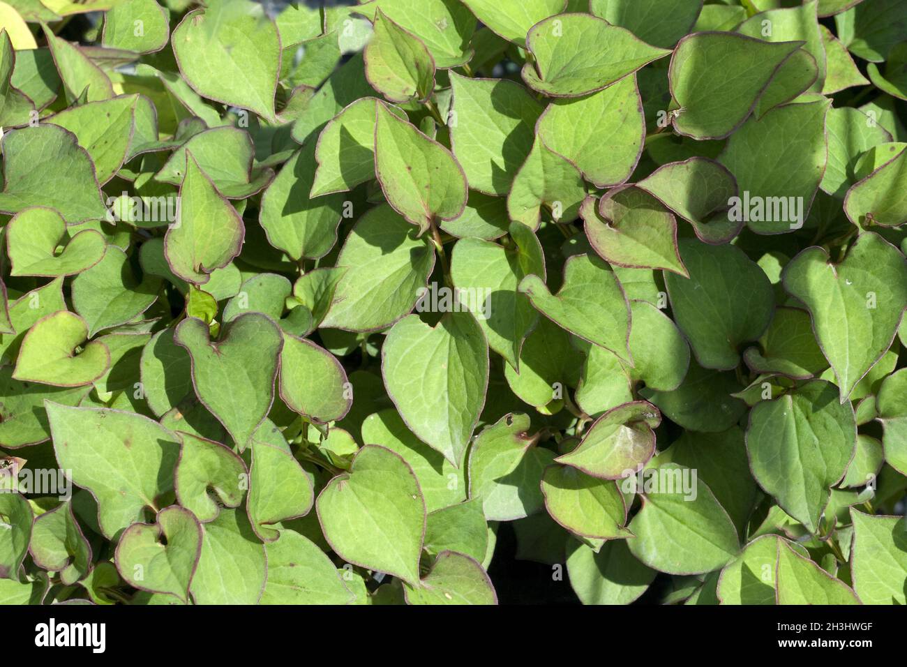 Vap ca hi-res stock photography and images