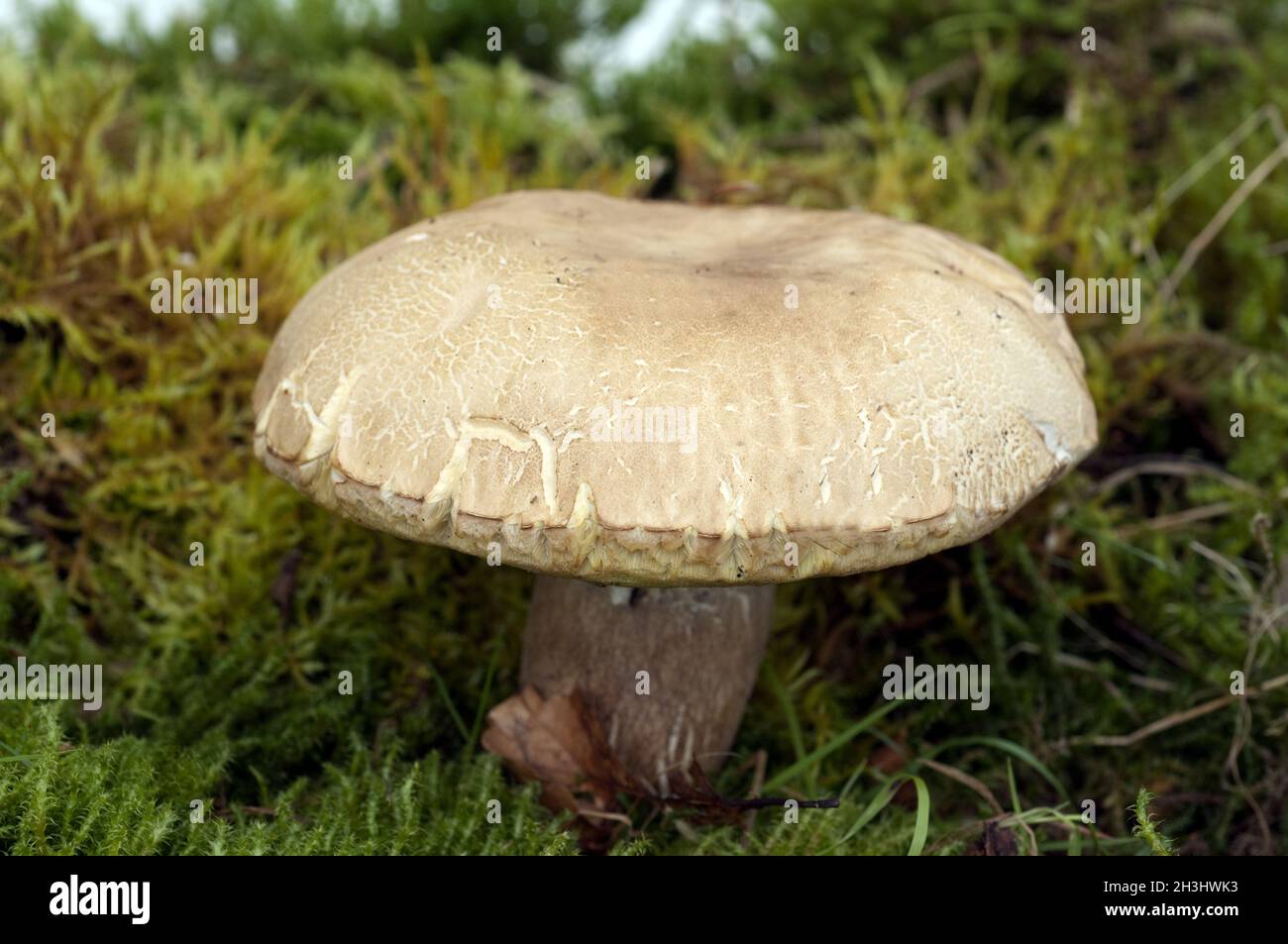 Porcini; Boletus, edulis Stock Photo Alamy