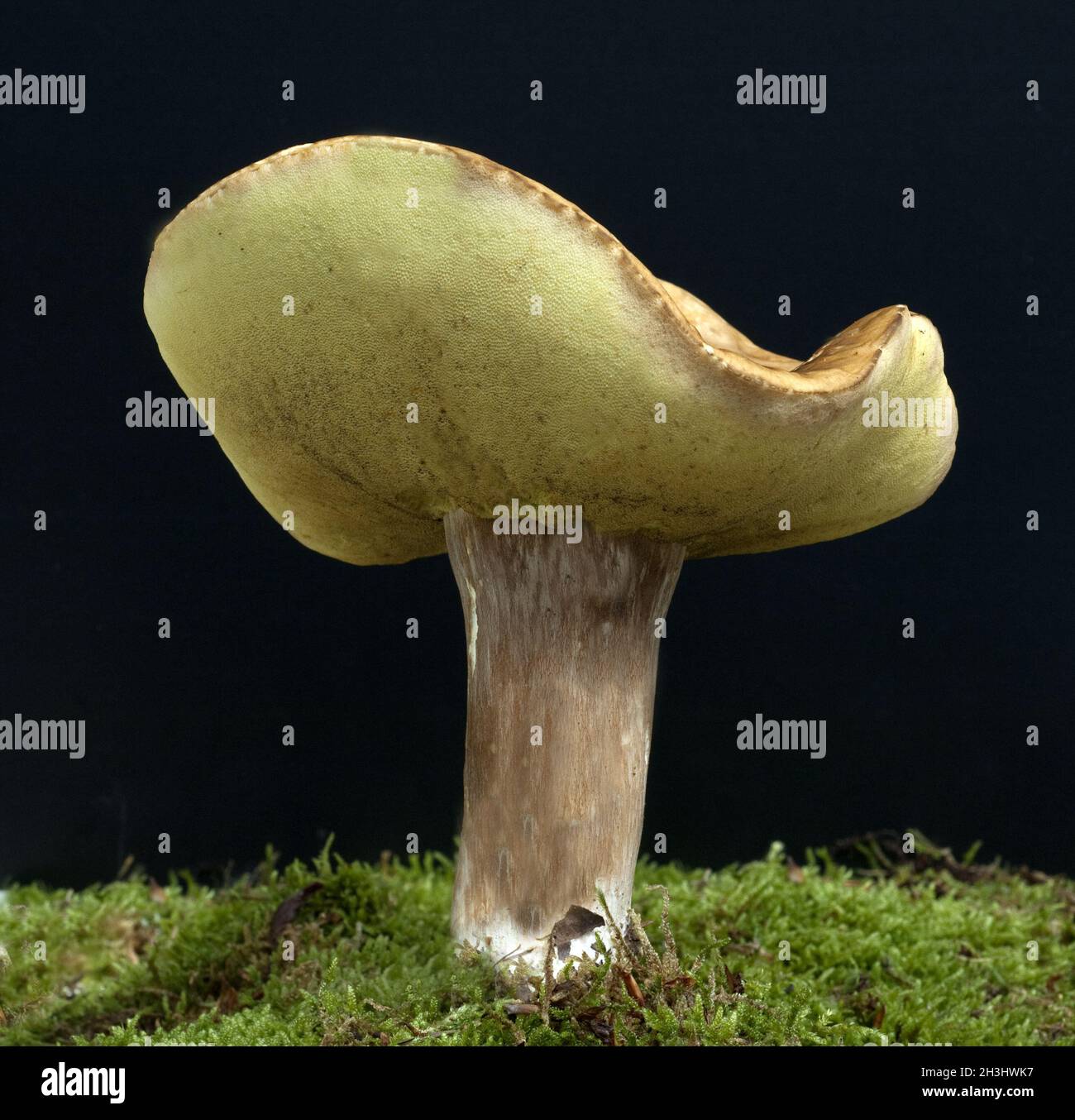 Porcini; Boletus, edulis Stock Photo Alamy