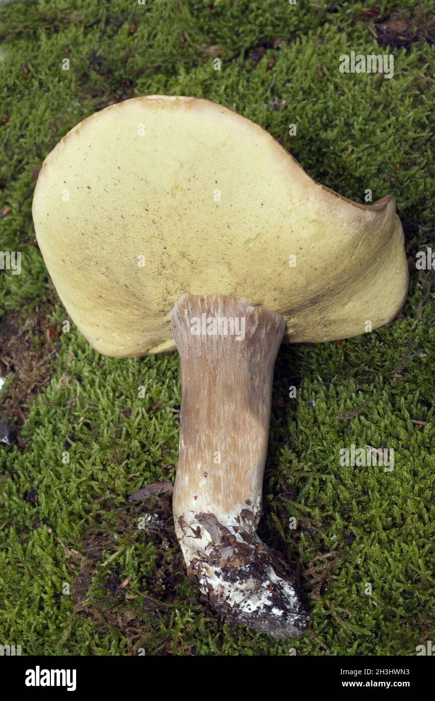 Porcini; Boletus, edulis Stock Photo Alamy