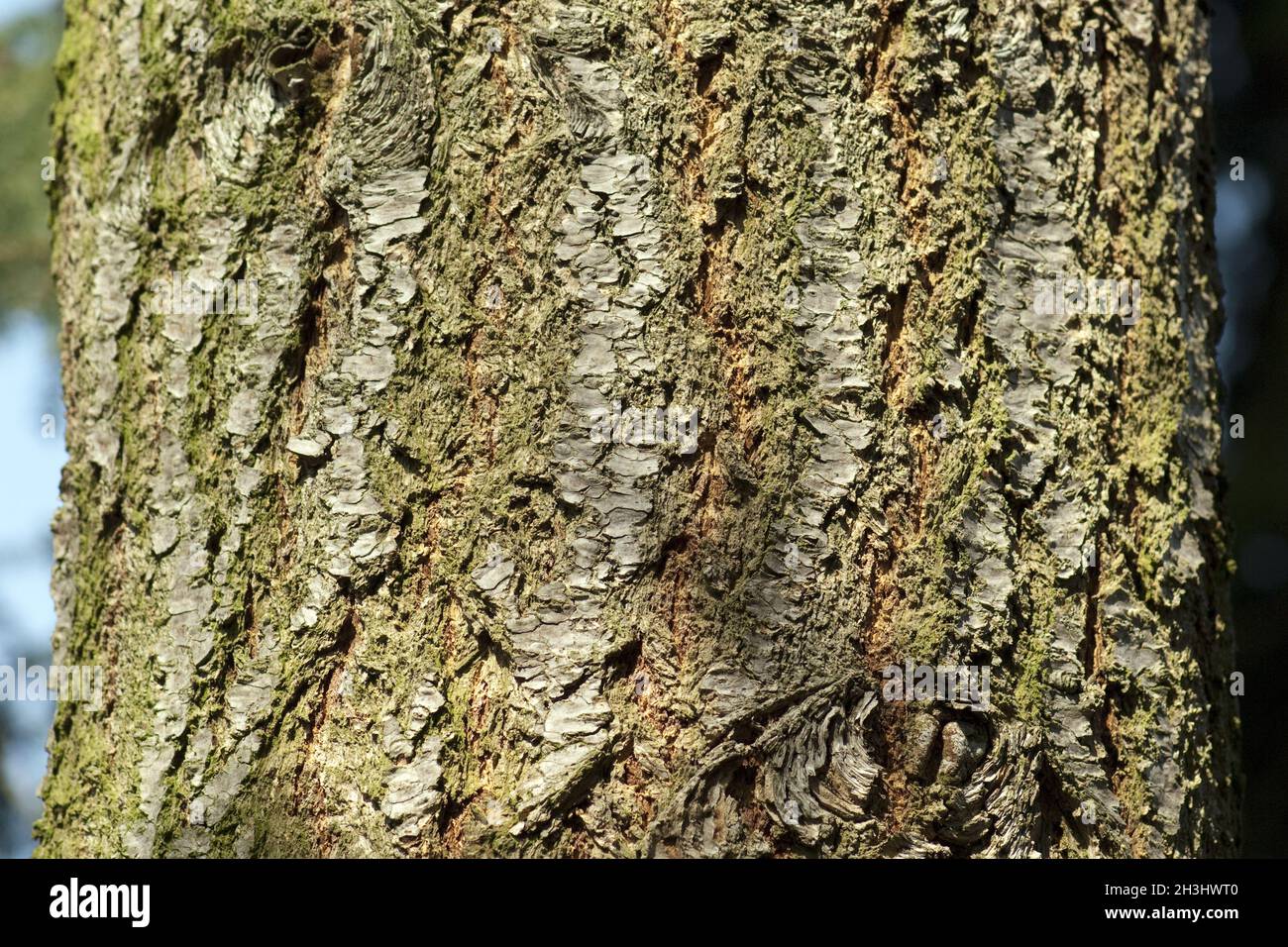 Douglas fir, Pseudotsuga, menziesii, Stock Photo