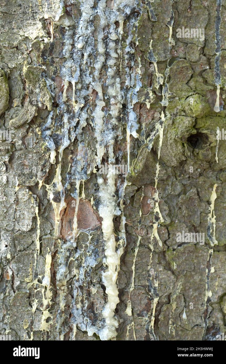 Spruce trunk, resin, Picea, abies Stock Photo