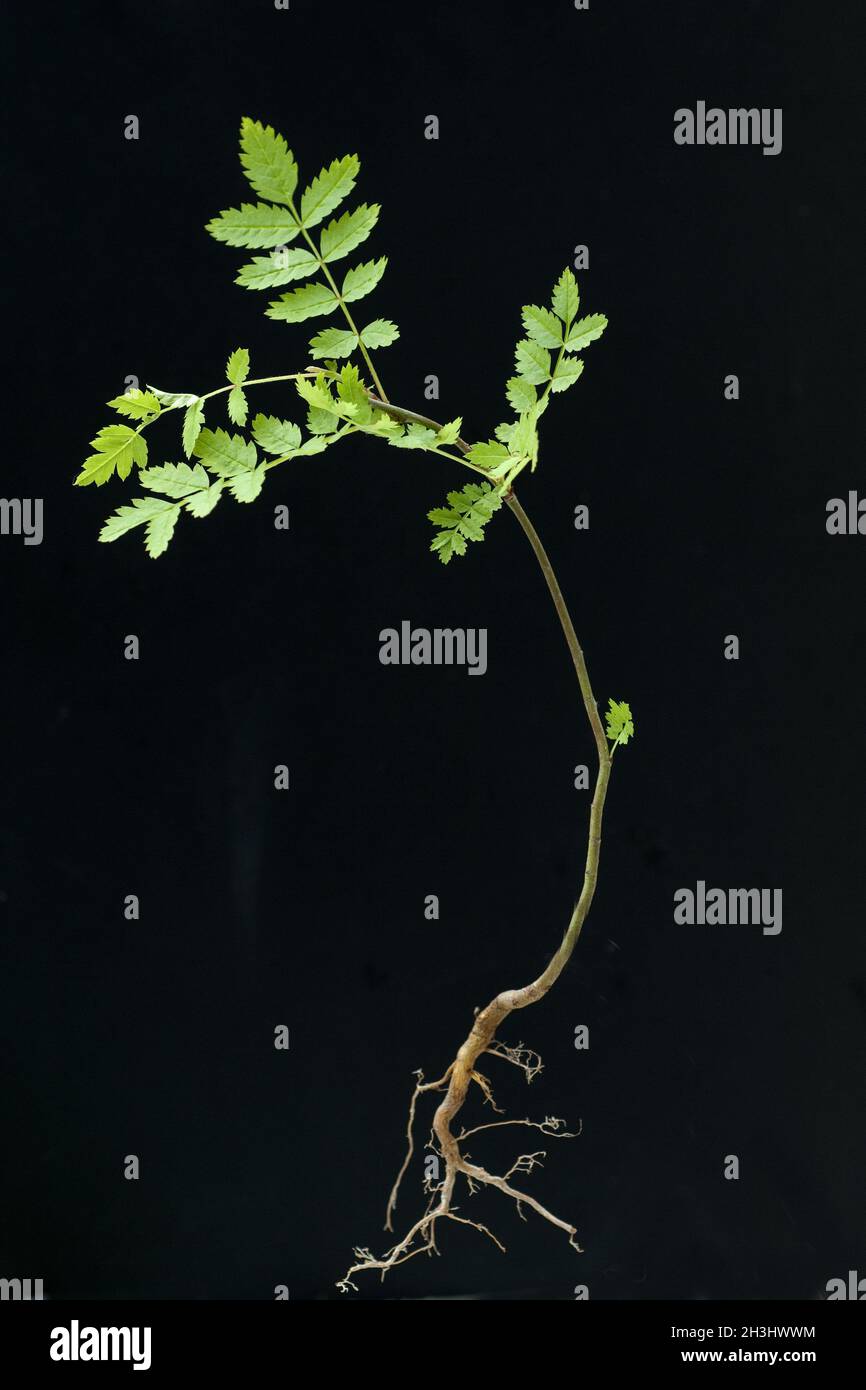 Ash Sapling Ash Fraxinus Excelsior Stock Photo Alamy Ash Sapling Ash Fraxinus Excelsior Stock Photo Alamy