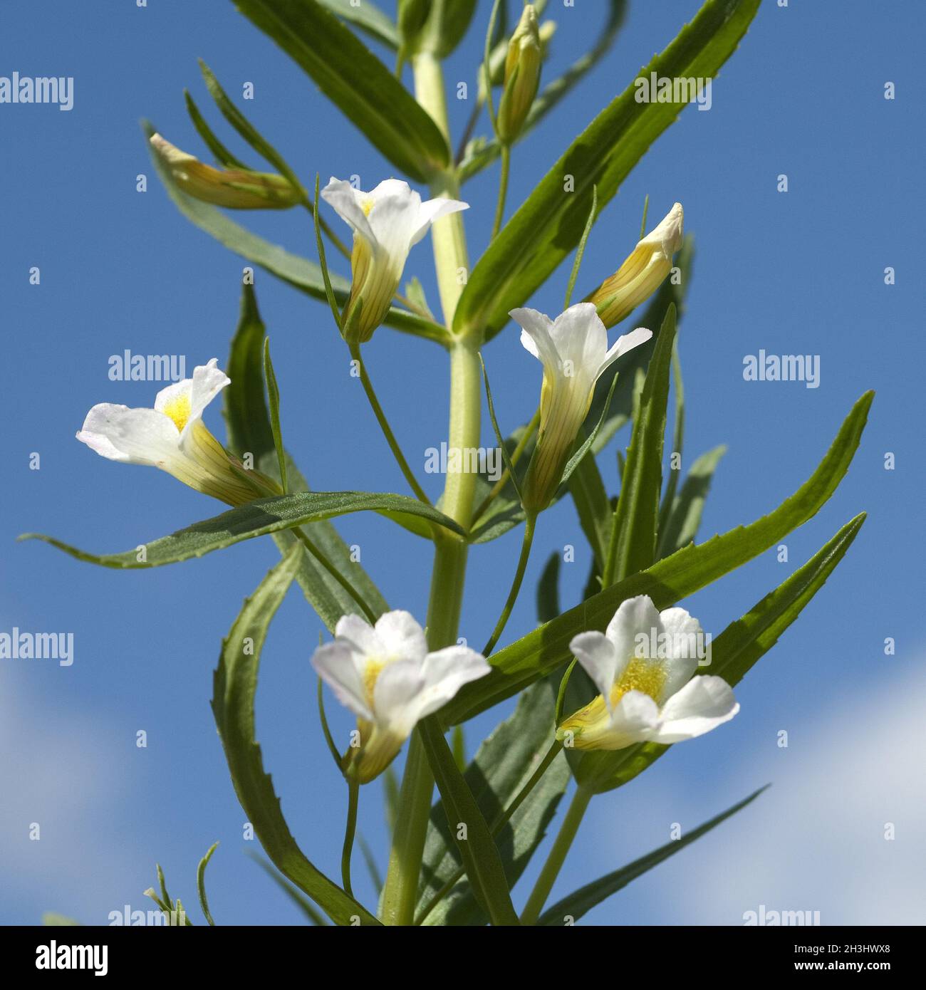 Grace herb; God's; God's grace herb; Gratiola, Officinalis; Stock Photo