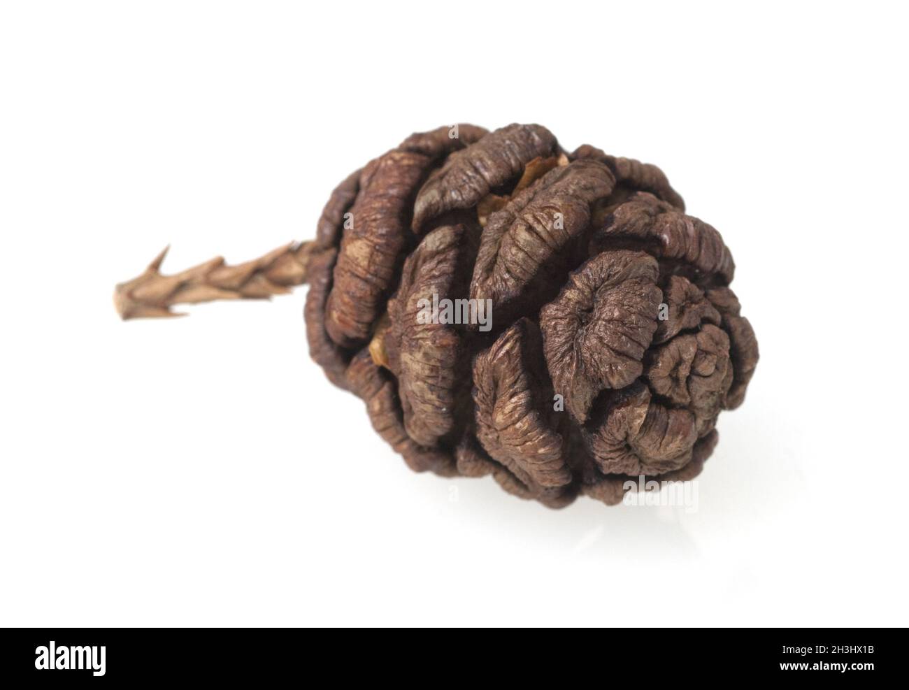 Sequoia, Seeds, Cones, Sequoiadendron, Stock Photo