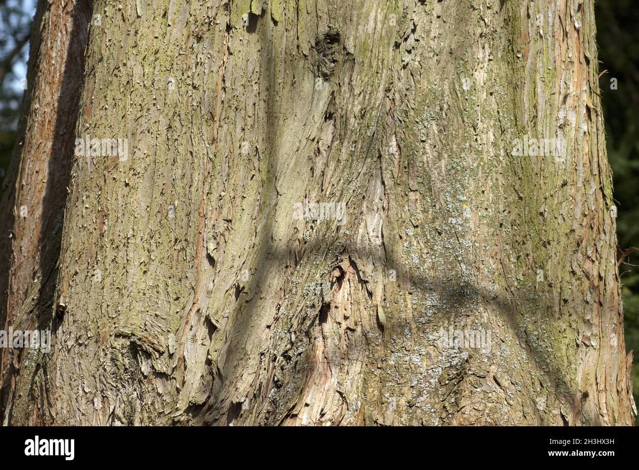 Sequoia, sequoia bark, sequoiadendron, giganteum, Stock Photo