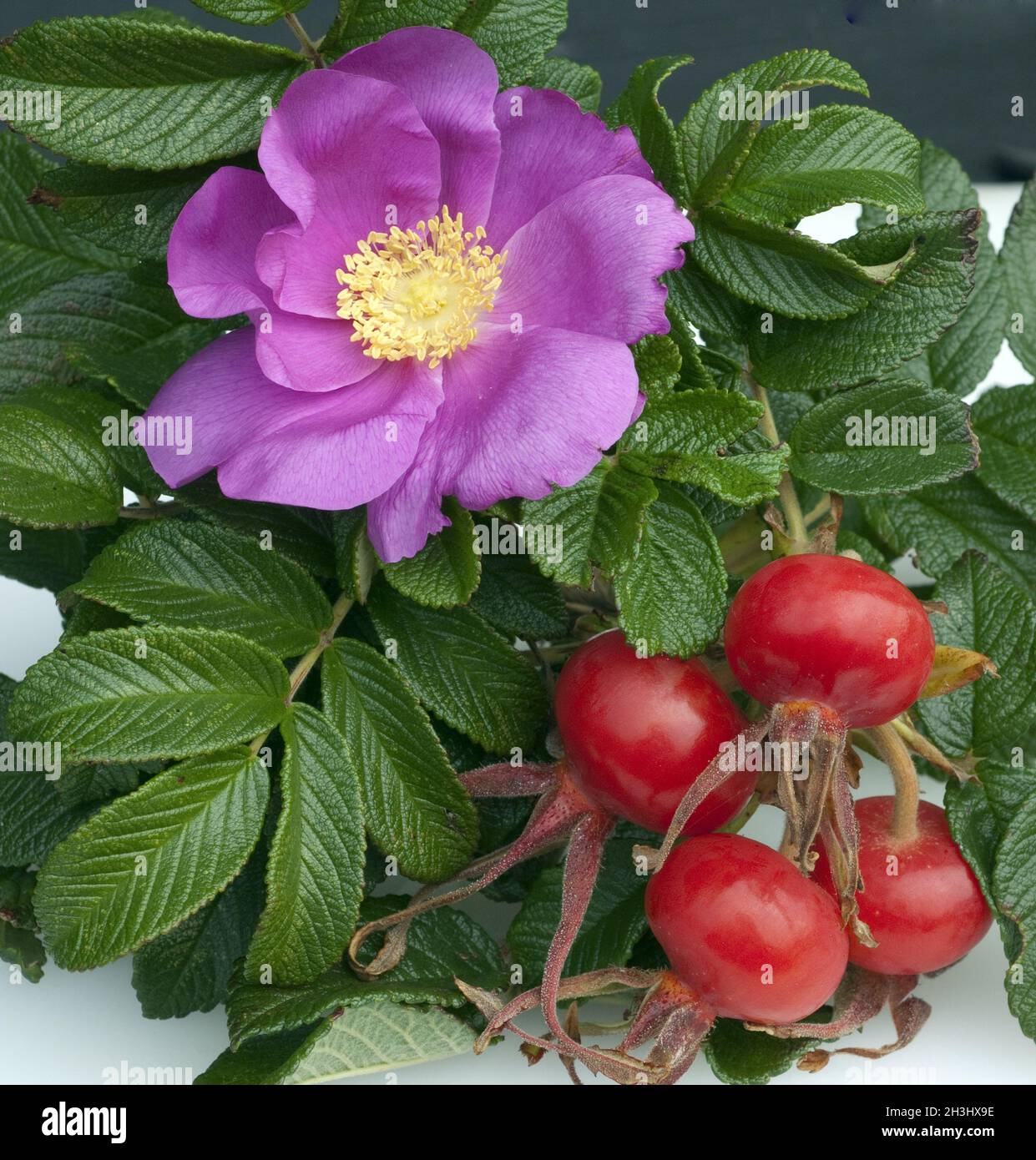 Apple rose, rugosa rose, Rosa rugosa, wild rose Stock Photo Alamy