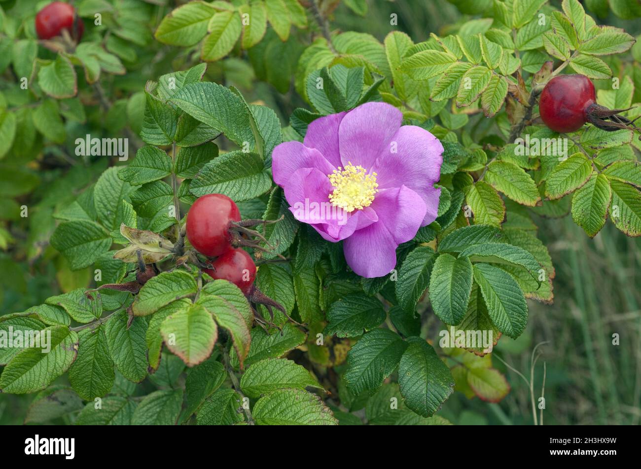 Apple rose, rugosa rose, Rosa rugosa, wild rose Stock Photo Alamy