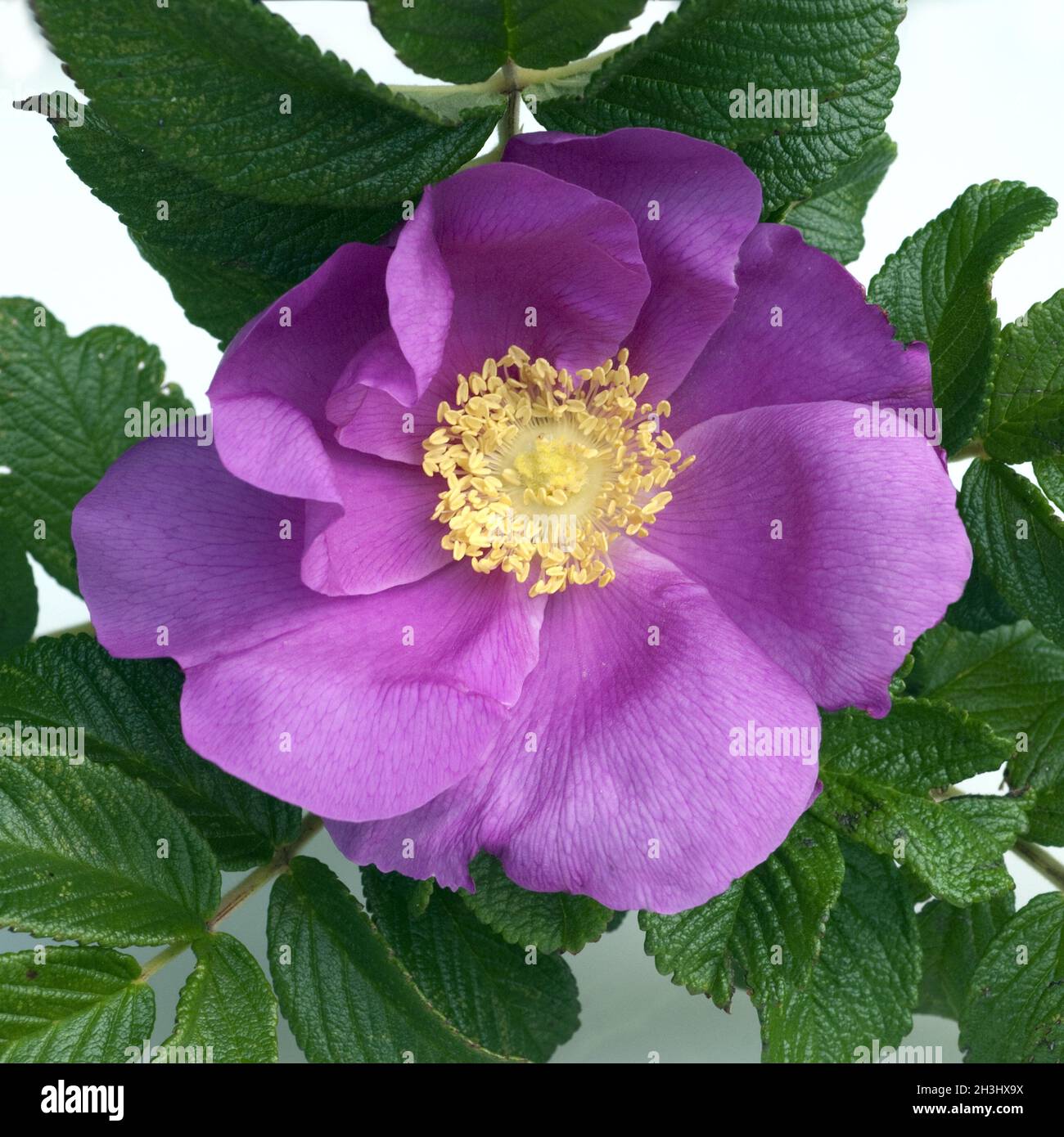 Apple rose, rugosa rose, Rosa rugosa, wild rose Stock Photo Alamy