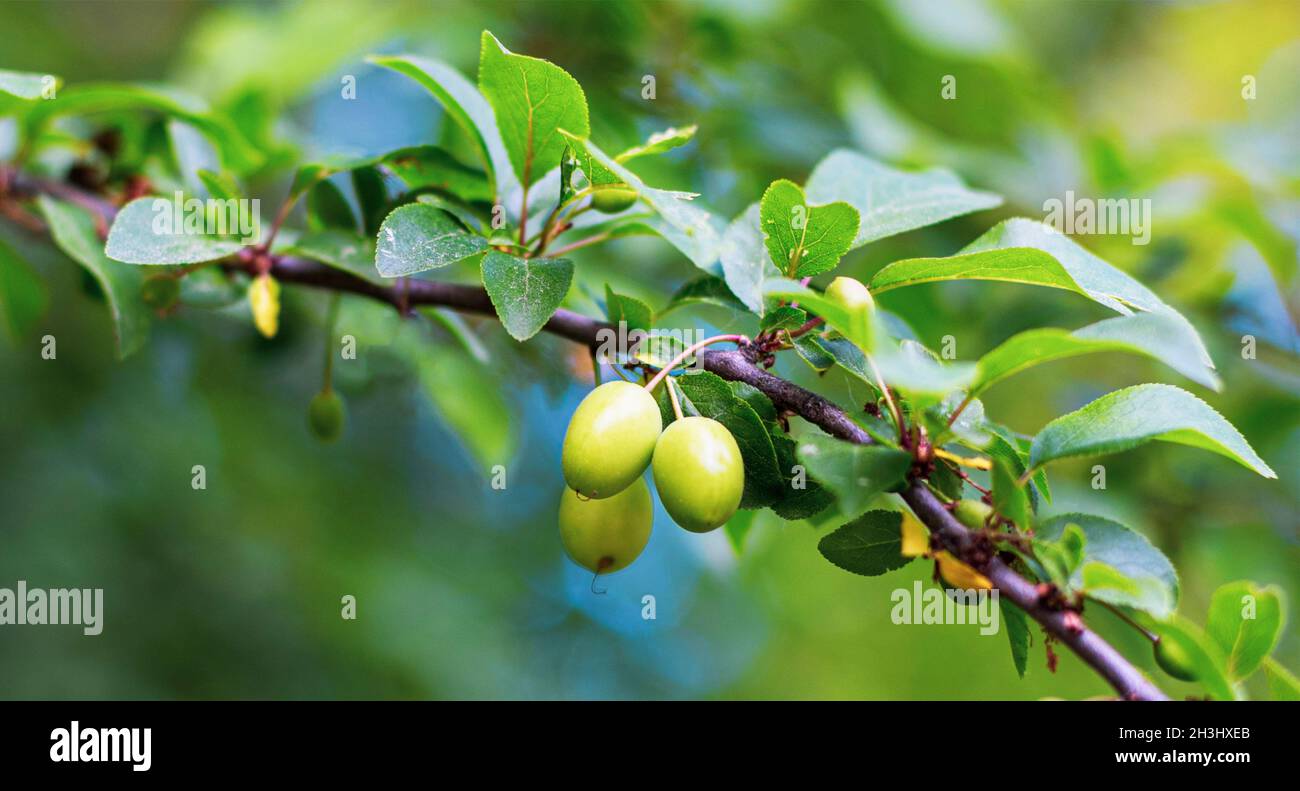 Are Unripe Plums Bad For Dogs