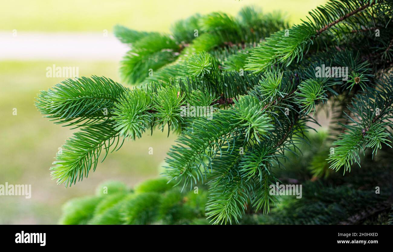 Branch of fluffy siberian pine close up Stock Photo