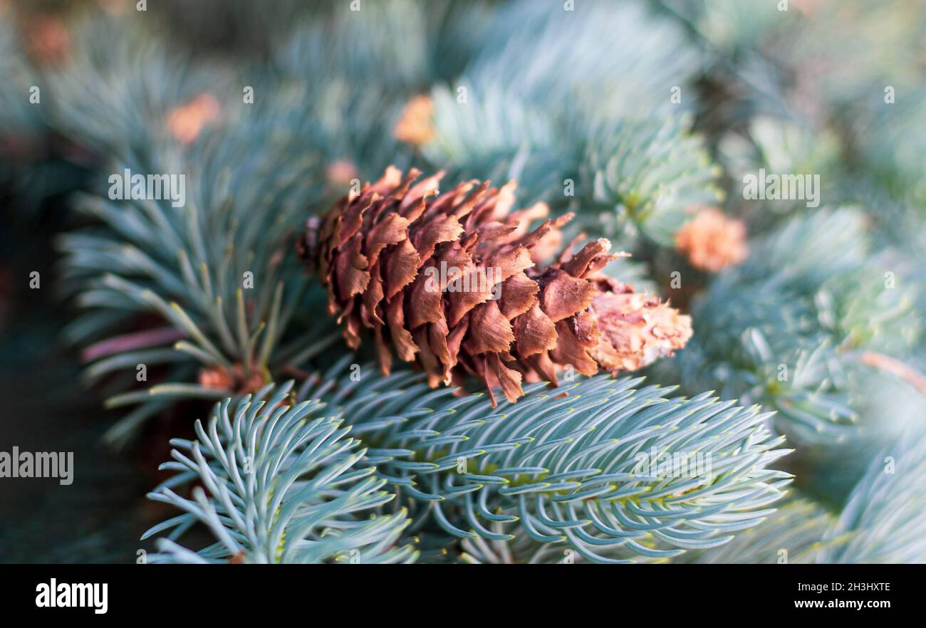 Pine cone lies on fluffy needles in the park, on a summer day Stock ...