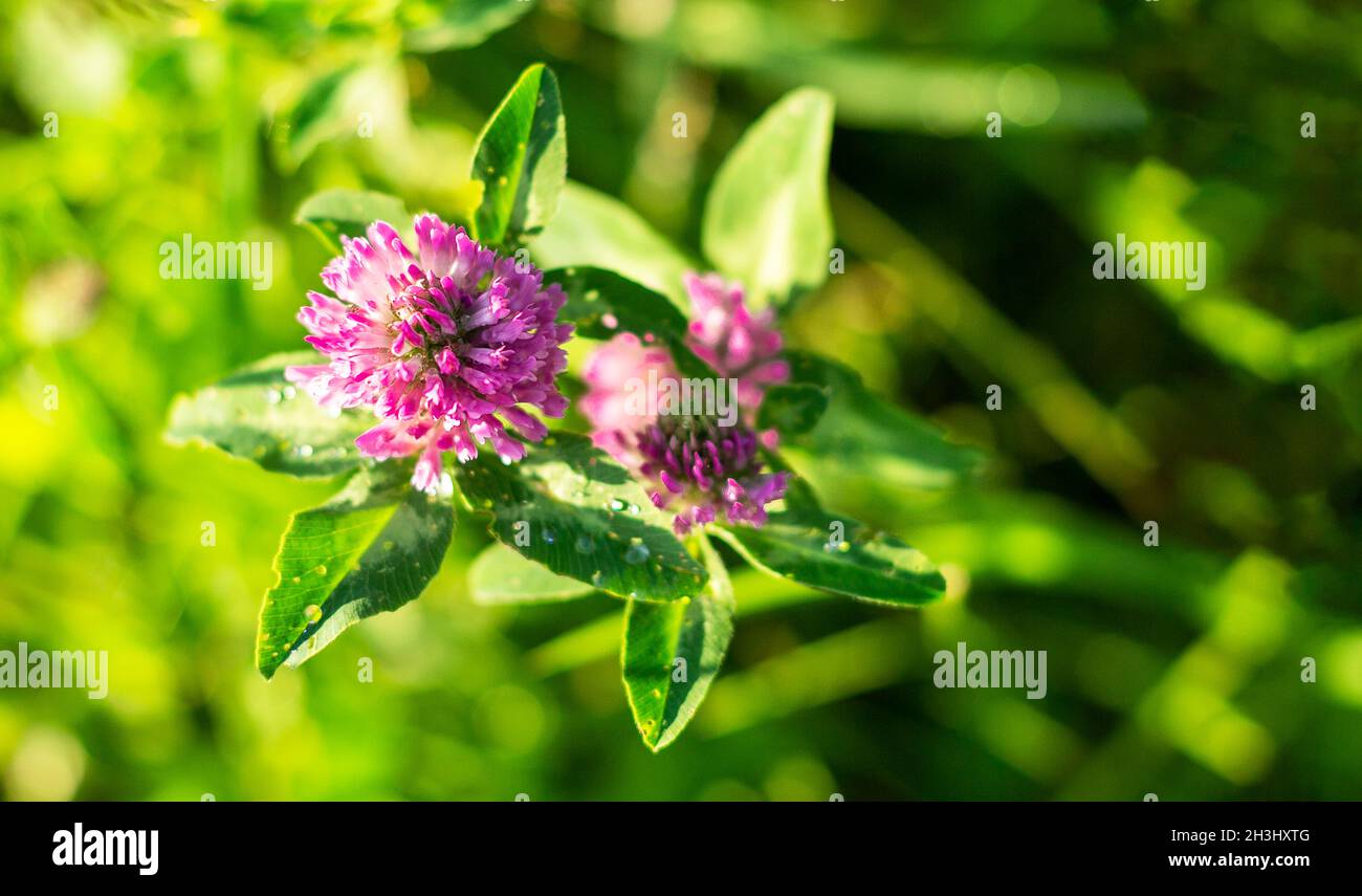 clover flower in early spring in sunny weather in the meadow Stock Photo