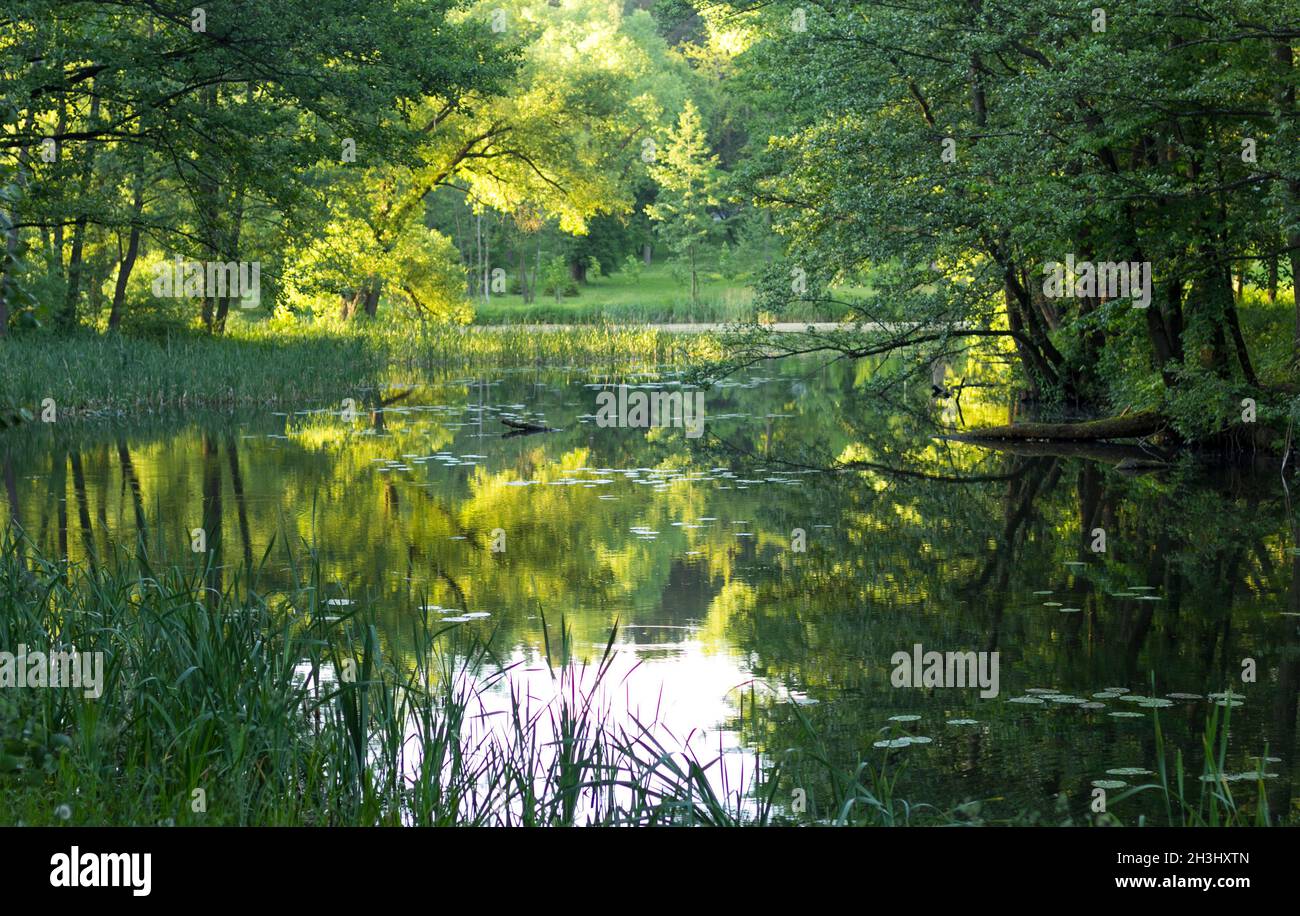 Lake on a sunny summer day. Park green area Stock Photo - Alamy
