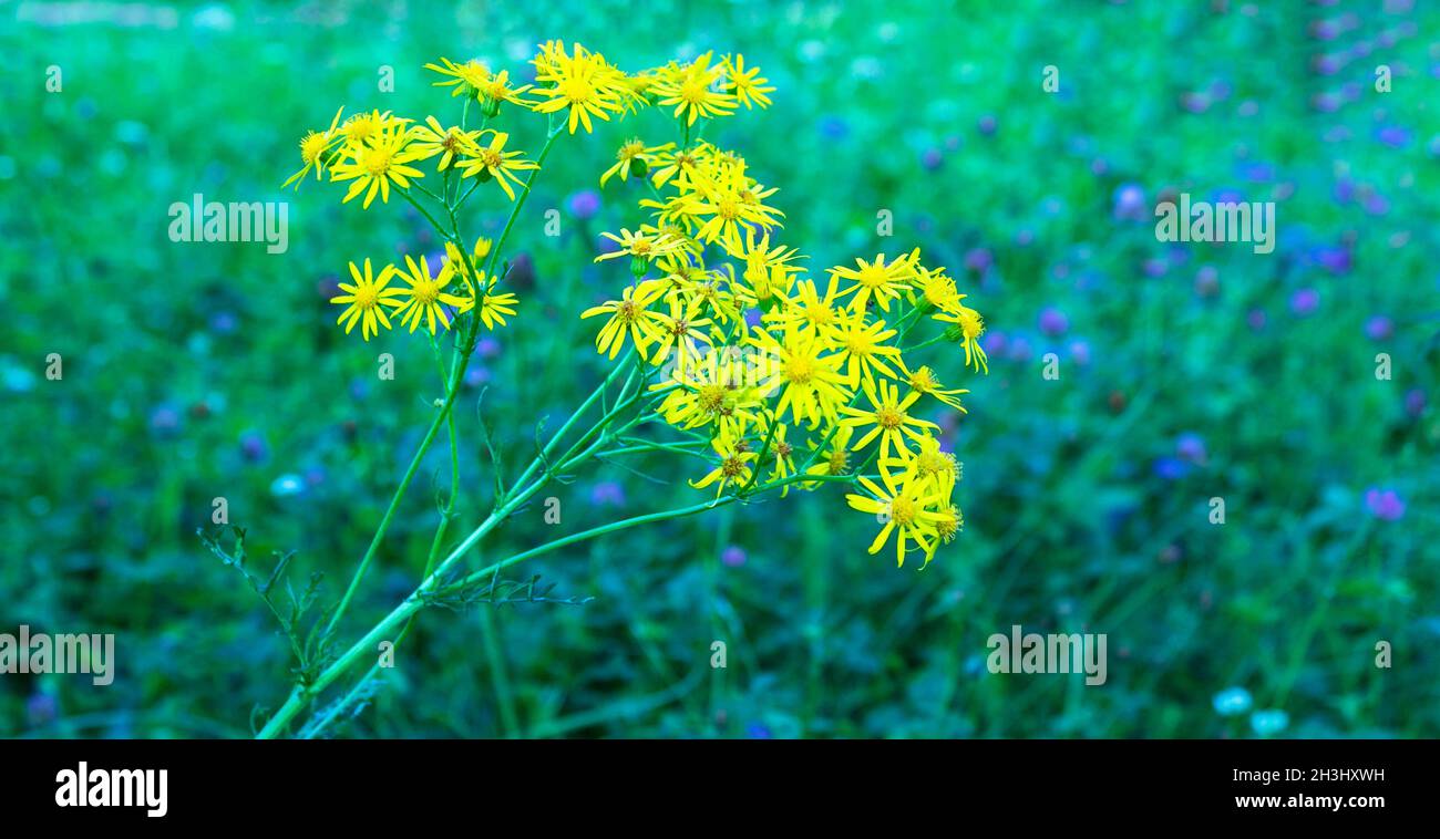Yellow blooming Ragwort or Jacobaea vulgaris. Stock Photo