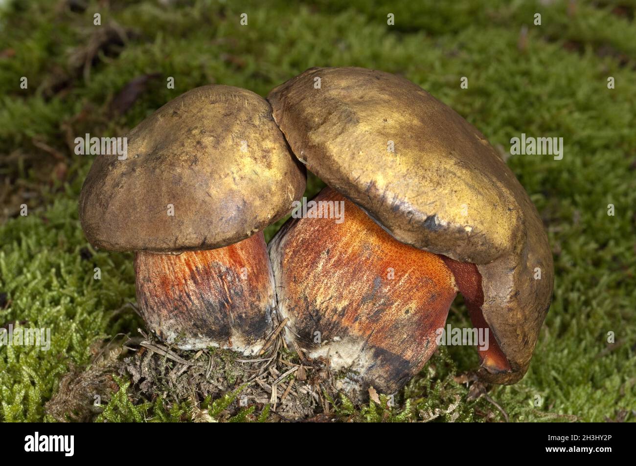 Witch bolete, luridus, luridus, luridus, luridus, luridus, luridus