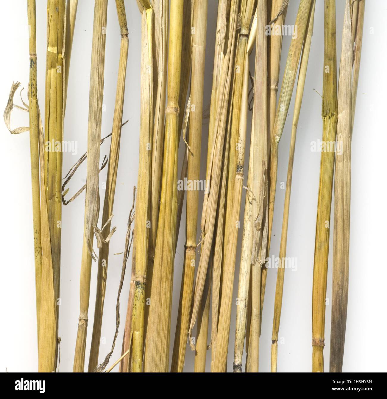 Straw, grain, cereal stalks Stock Photo Alamy