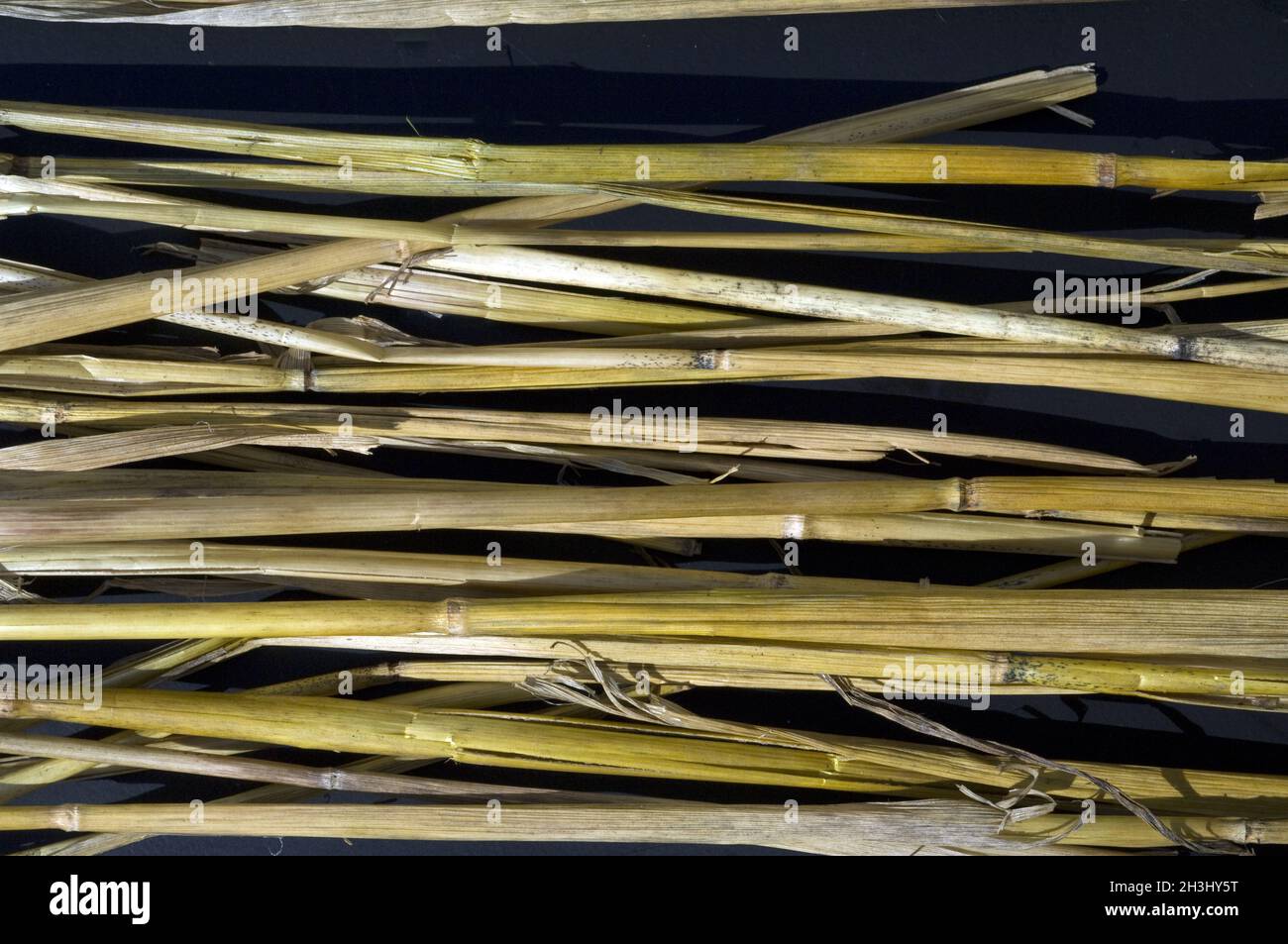 Straw, grain, cereal stalks Stock Photo Alamy