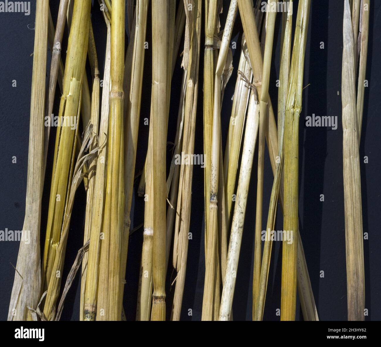 Straw, grain, cereal stalks Stock Photo Alamy
