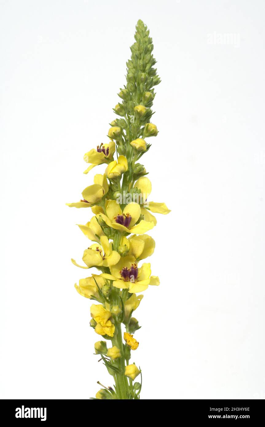 Odermenning; Agrimony, Eupatoria; Stock Photo