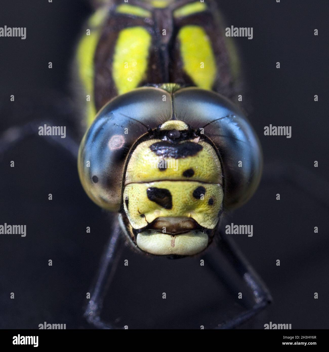 Compound eyes, mosaic dragonfly Stock Photo Alamy