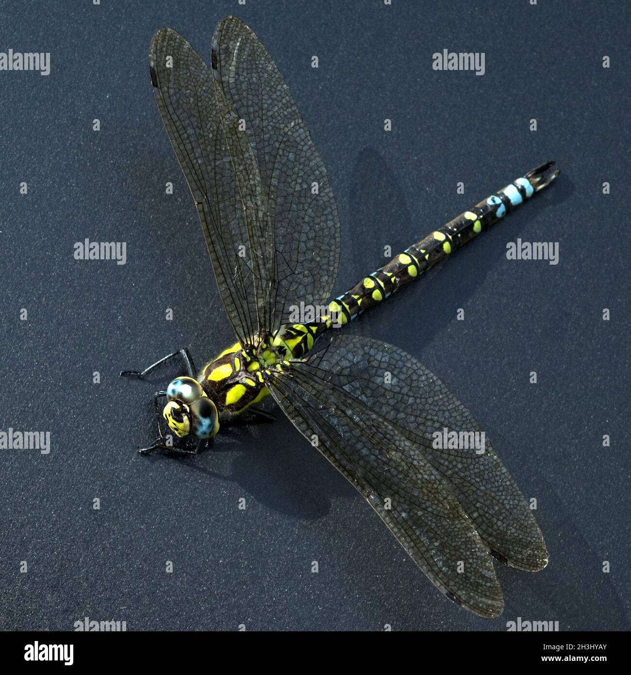 Compound eyes, mosaic dragonfly Stock Photo Alamy