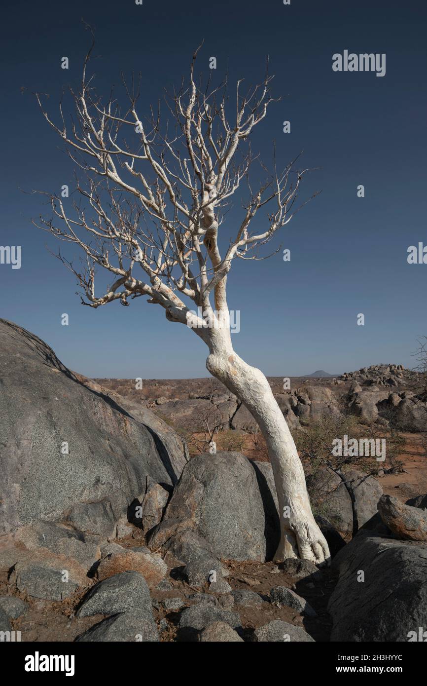 beautiful moringa tree grows between rocks in Namibia desert Stock Photo