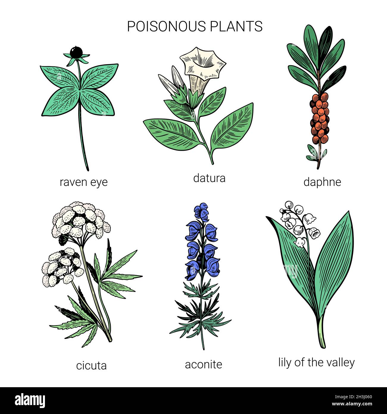 Set of colorful hand drawn poisonous plants. Illustration of toxic herbs in line art sketchy style.  Stock Vector