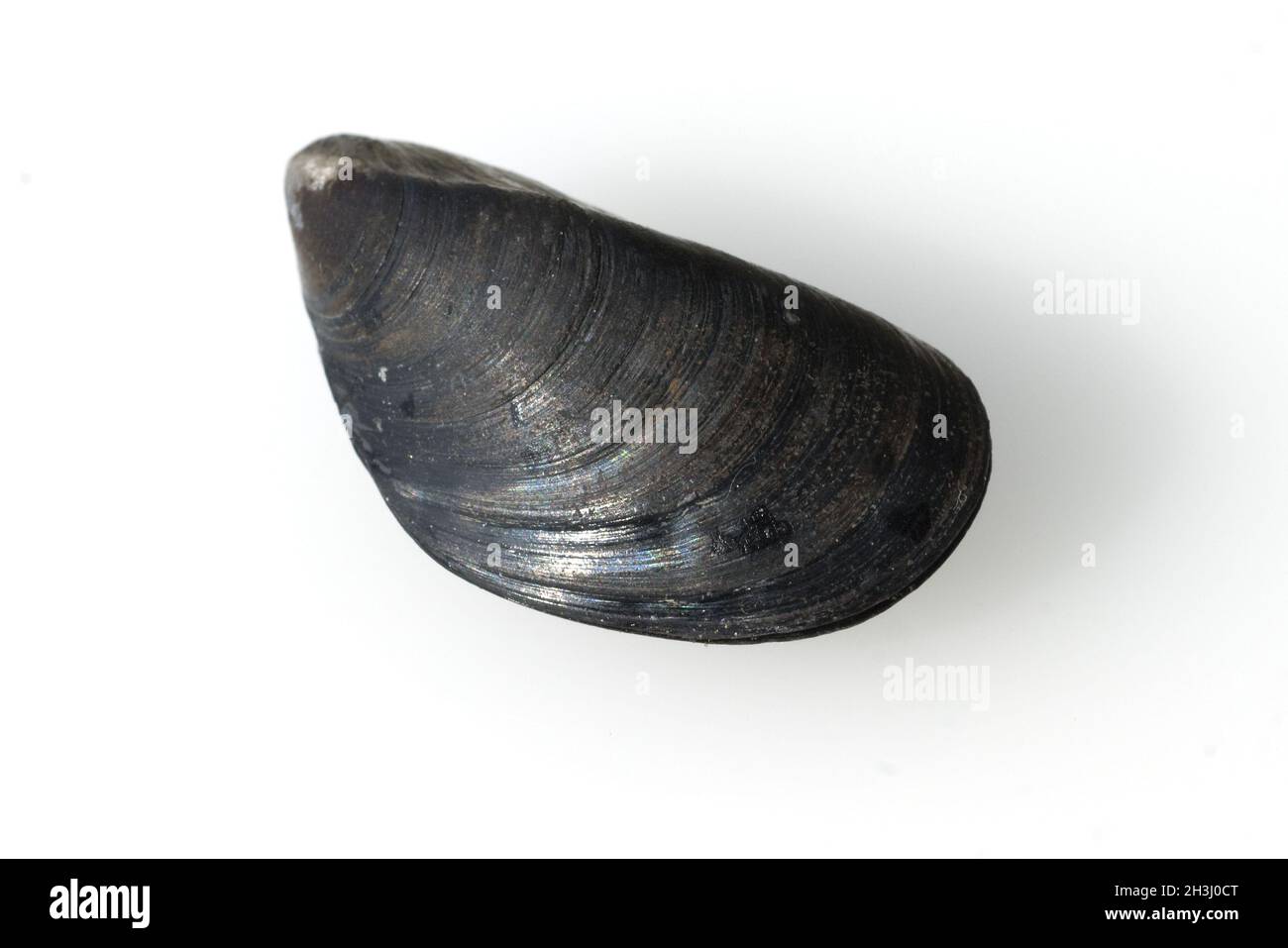 Blue mussel; Mytilus Stock Photo Alamy