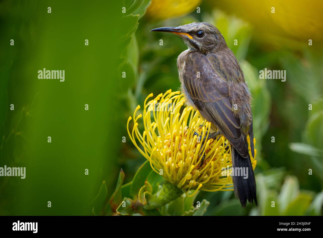 Cape Sugarbird (Promerops cafer) on Leucospermum flower. Cliff Path, Hermanus, Whale Coast, Overberg,  Western Cape. South Africa Stock Photo