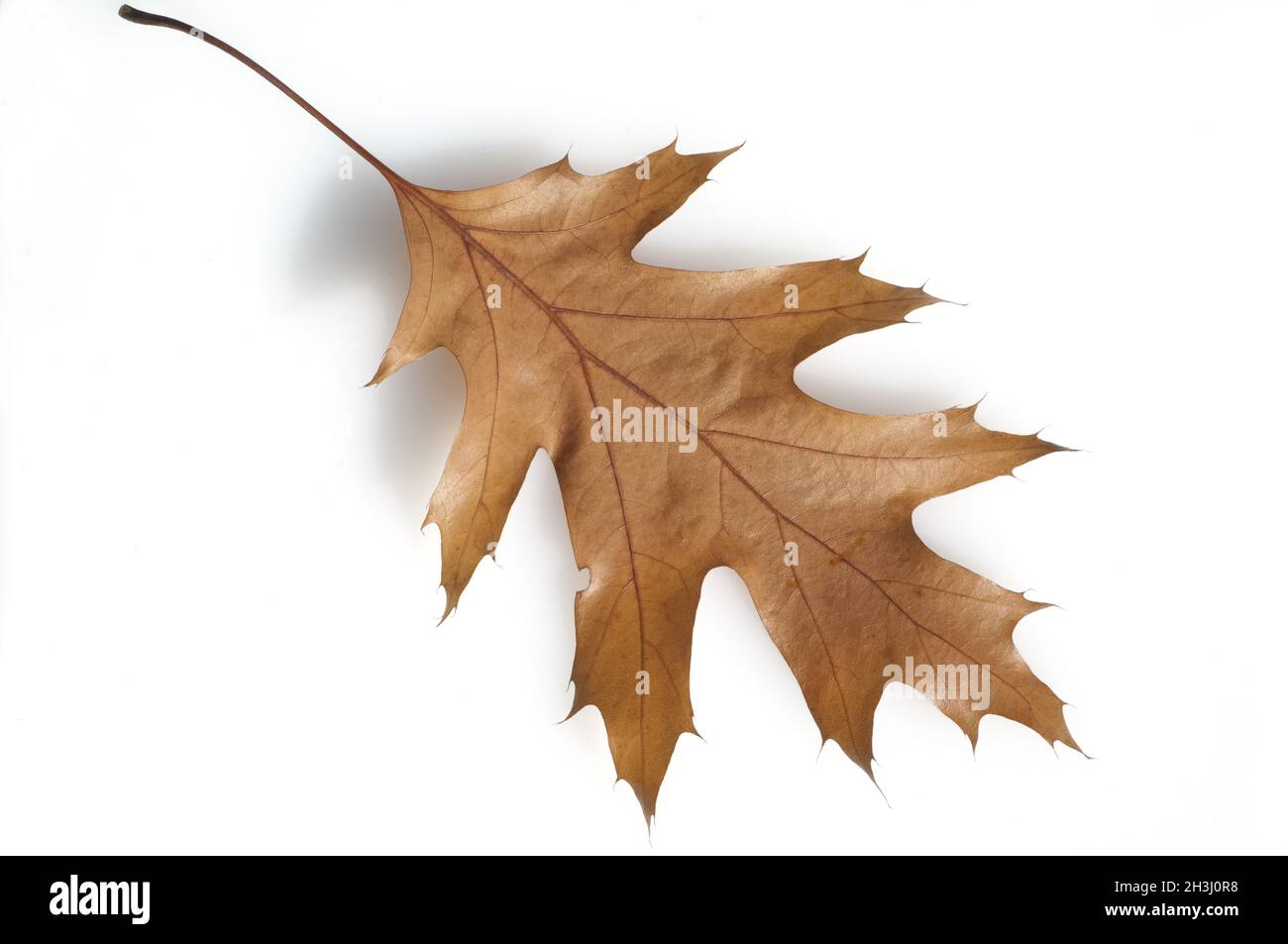 Scharlacheiche; Quercus; coccinea; Stock Photo