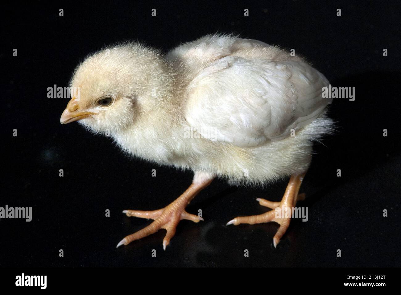 Chicken, Chickens, Chicks, Pet, Stock Photo