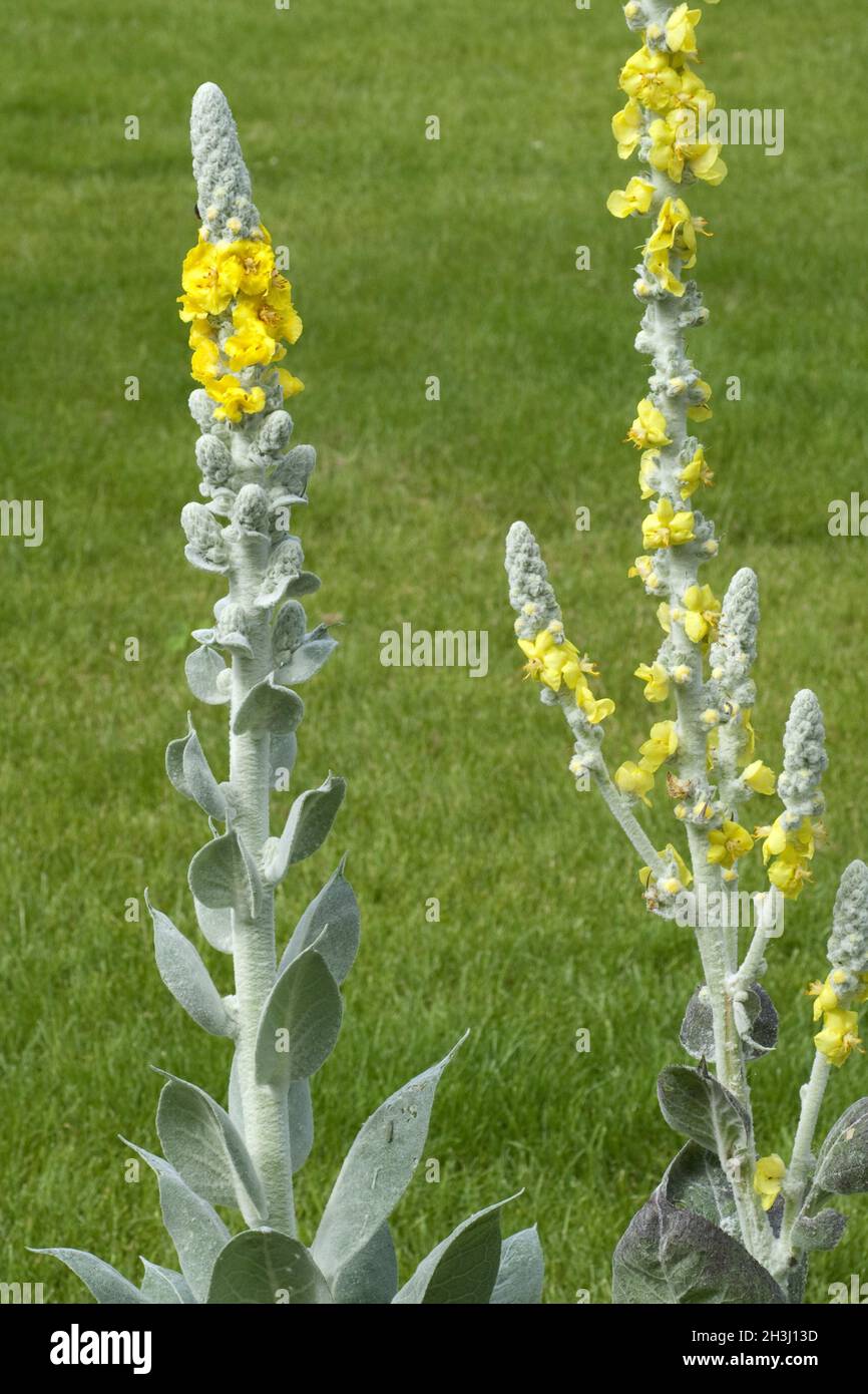 Silver king mace, king mace, Verbascum, bombyciferum, Stock Photo