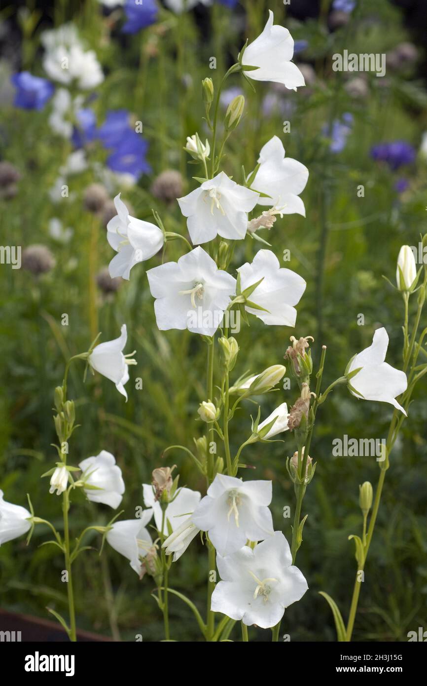 Pfirsichblaettrige, Glockenblume, Campanula persicifolia Stock Photo ...