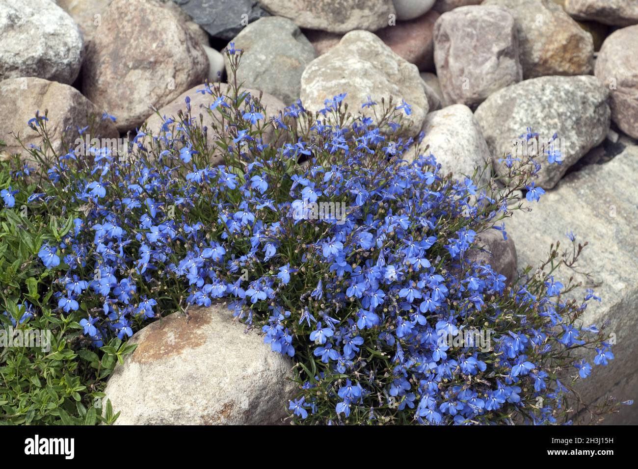 Lobelia, erinus, blue, lobelia, Stock Photo