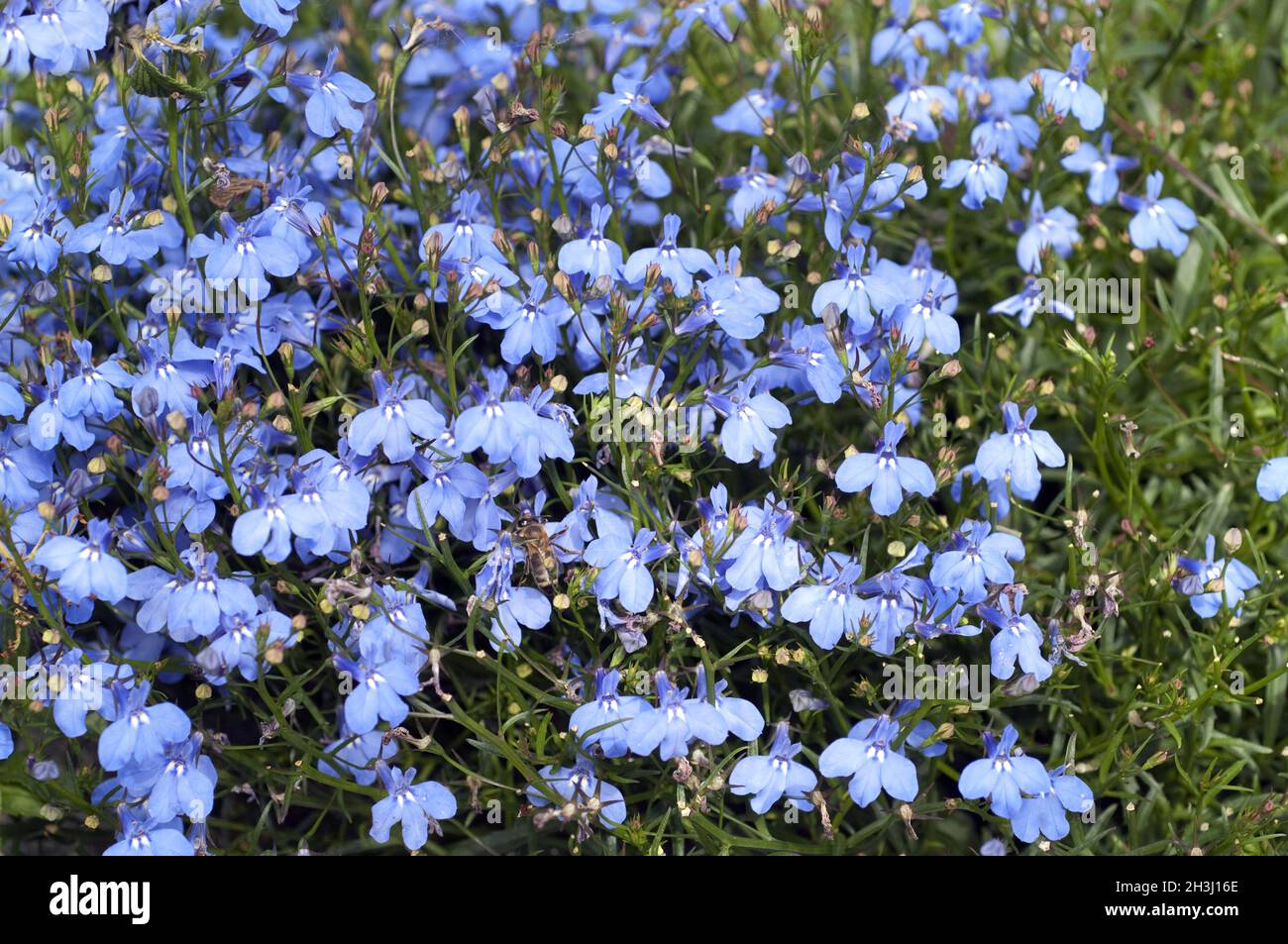 Lobelia, erinus, blue, lobelia, Stock Photo