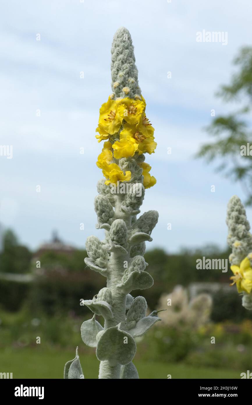 Silver king mace, king mace, Verbascum, bombyciferum, Stock Photo