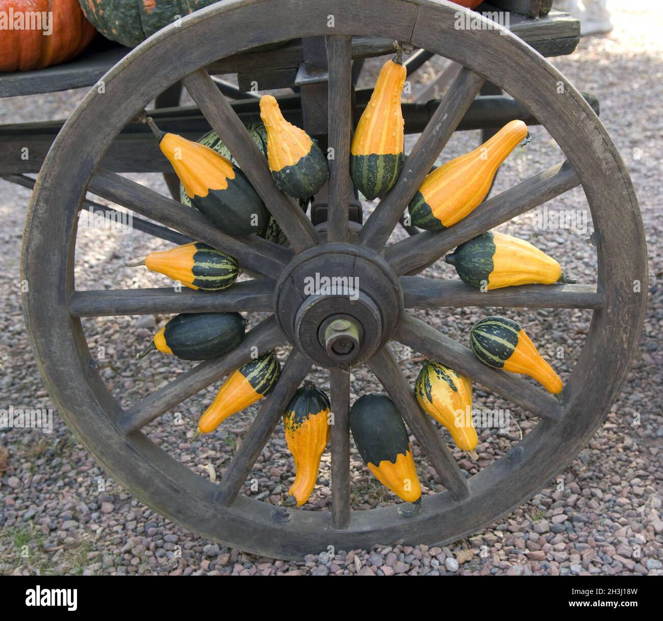 Ornamental cucurbits, Curcubita Pepo; Stock Photo