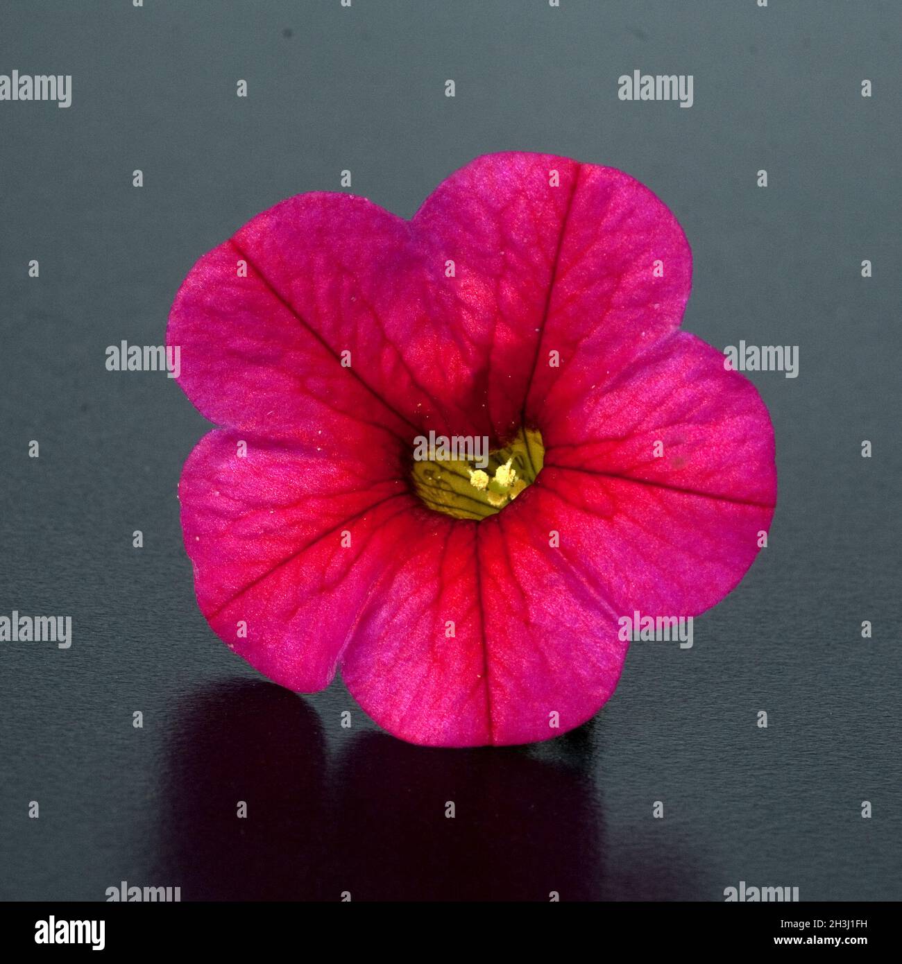 Haenge petunien hi-res stock photography and images - Alamy